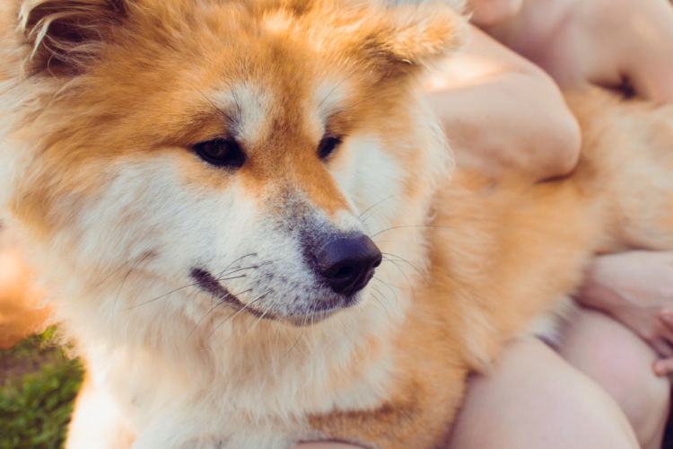 秋田犬がかかりやすい病気は?
