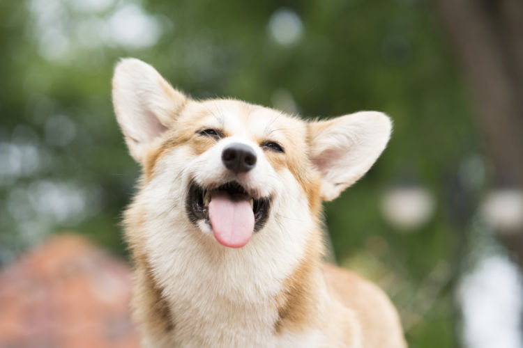 犬の「ストレス」まとめ