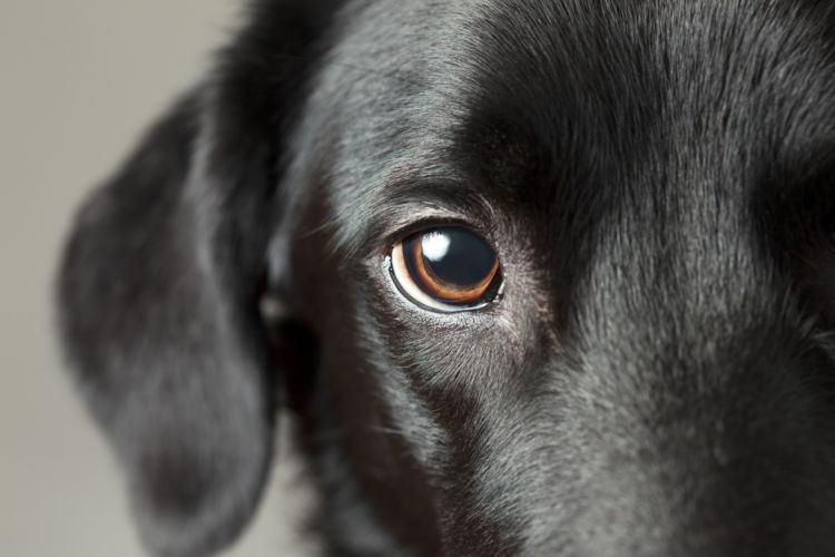 高齢犬(老犬)のラブラドール・レトリーバーに起こりやすいこと
