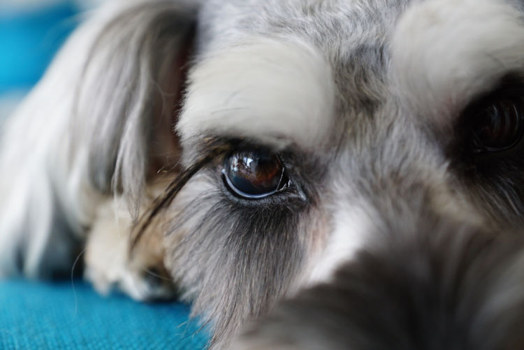 ミニチュア・シュナウザーが高齢犬(老犬)になったら起こること