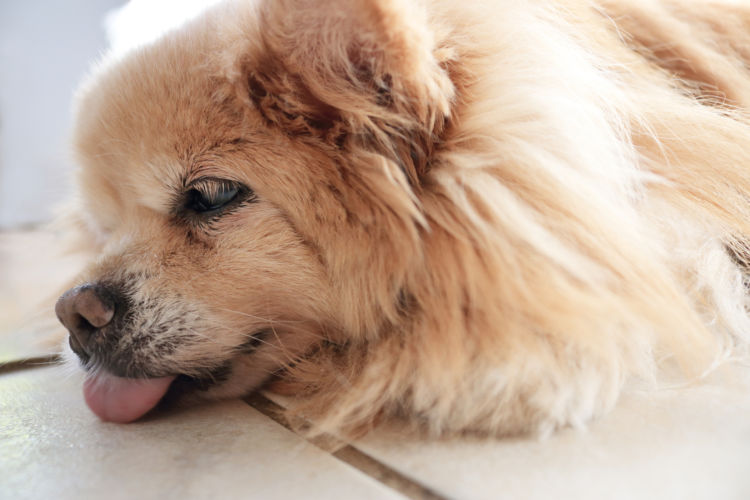 犬が紅茶を誤飲した場合の中毒症状は?