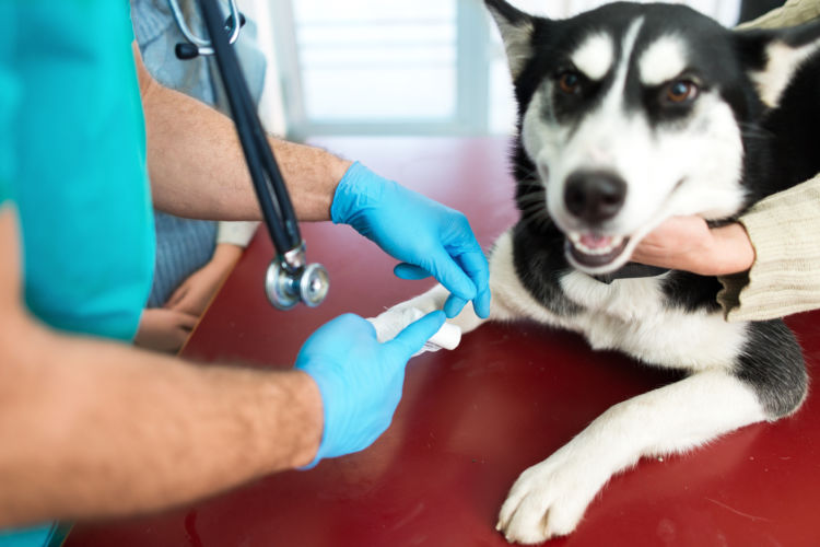 犬 病院 治療費