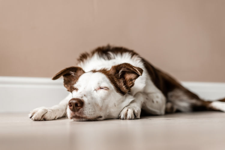 犬が焼酎を飲んでしまった場合の応急処置と対処法は?