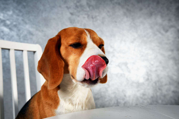 犬に「焼酎」を飲ませてはダメな理由は?