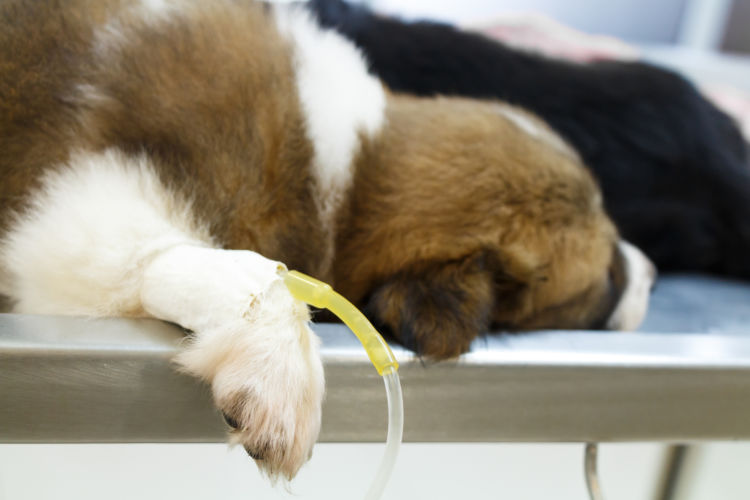 犬が「焼酎」を誤飲した場合の治療法や治療費は?