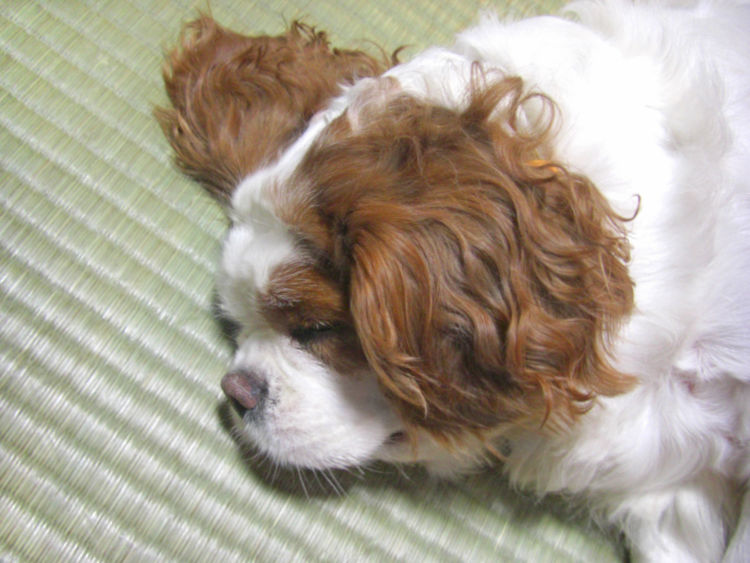 犬の【焼酎の誤飲】まとめ