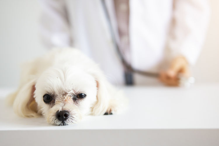 犬 誤飲 治療費