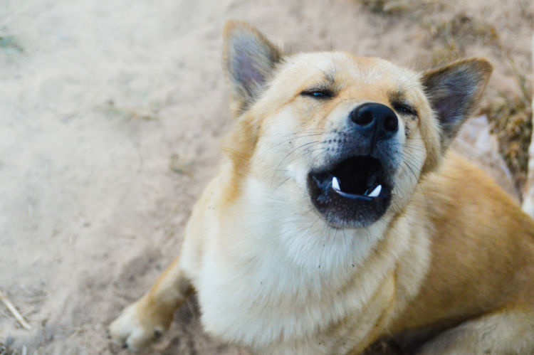 老犬の夜鳴き「注意点」は?