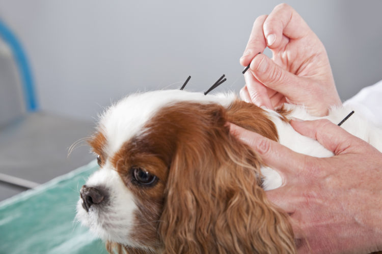 犬 認知症 鍼治療