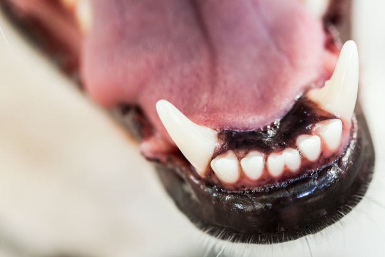 老犬がご飯を食べない「原因・理由」②【病気による影響】