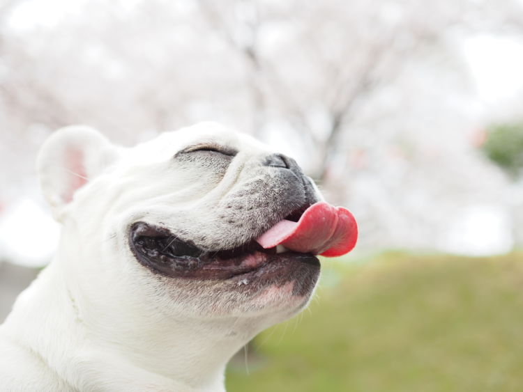 小型犬の平均寿命⑤【フレンチ・ブルドッグ】