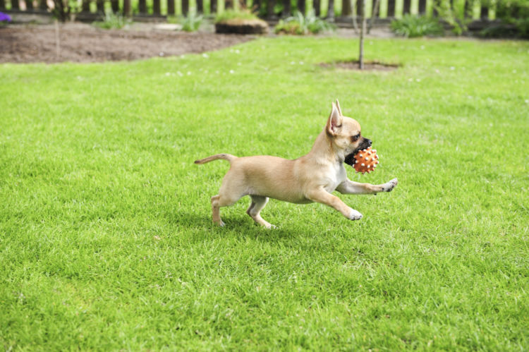 【小型犬の寿命】まとめ