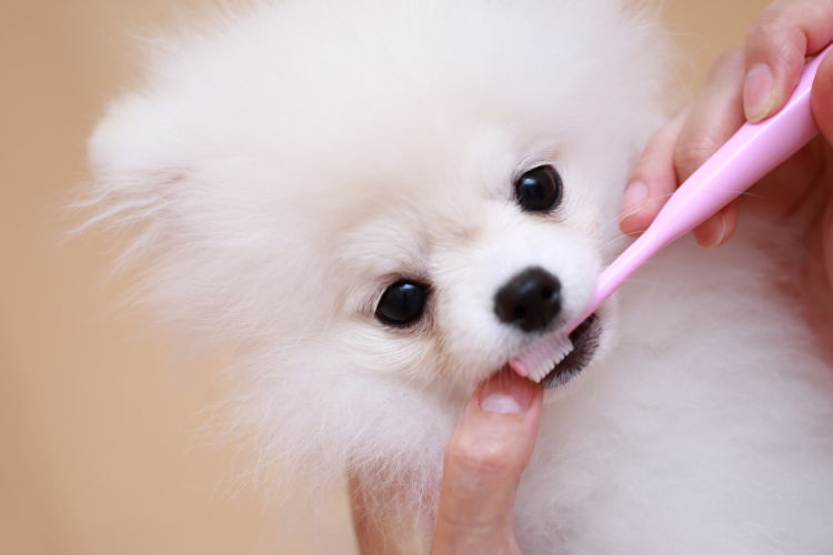 犬 歯磨き 口臭予防