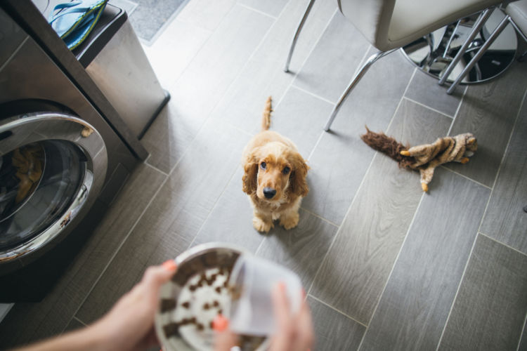 犬 ドッグフード 適量