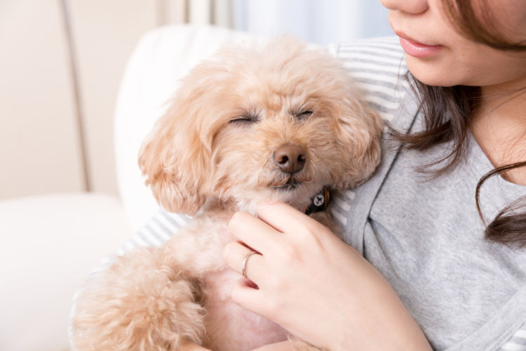 老犬の夜鳴き「注意点」①【原因の追究】