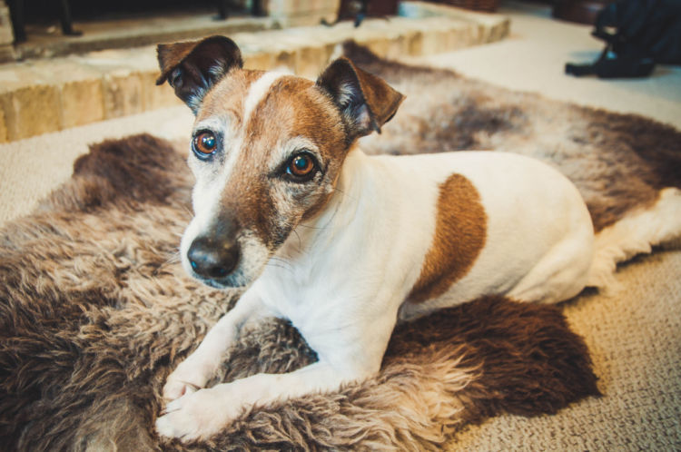 老犬(高齢犬)のジャック・ラッセル・テリアとの生活のコツ!