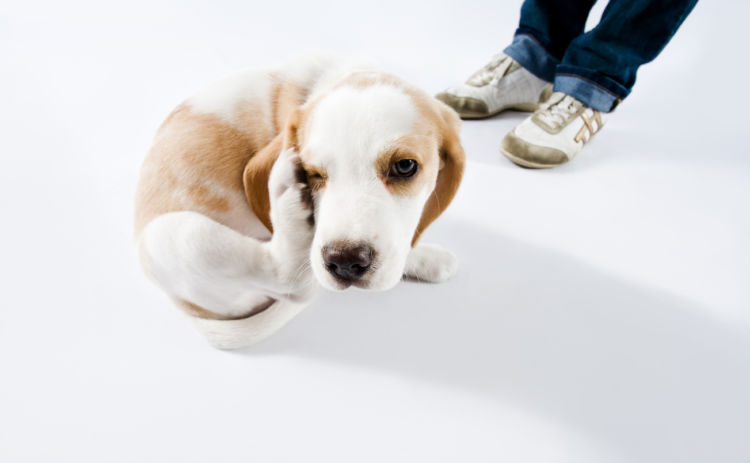 犬の「アレルギー」の症状は?(食物アレルギー)