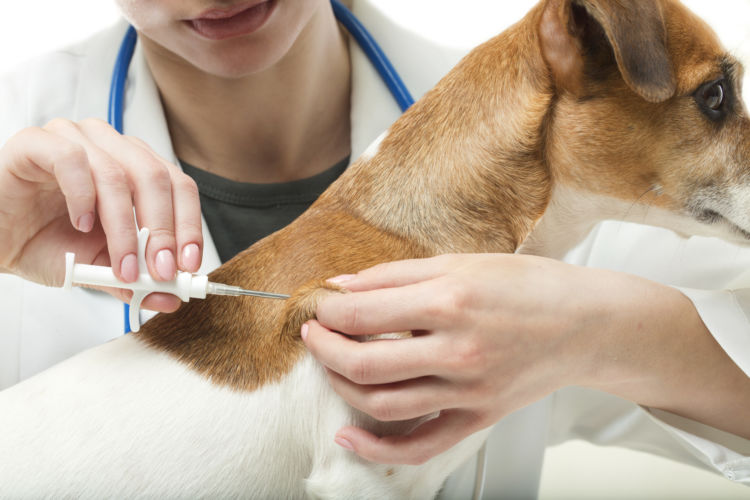 犬のアレルギーの検査方法は?(血液検査など)