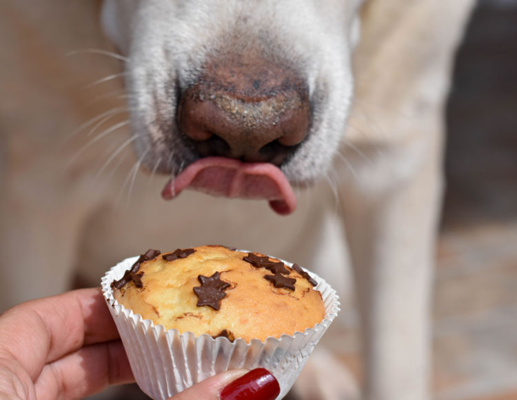 犬に「チョコレート」を食べさせては絶対にダメ!