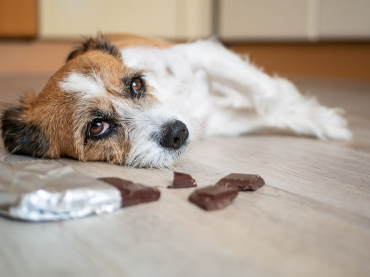 犬の「チョコレート」まとめ