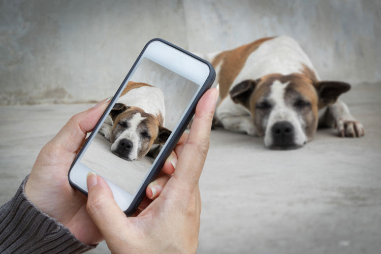 誤飲の応急処置・対処法④【今の愛犬の様子を伝える】