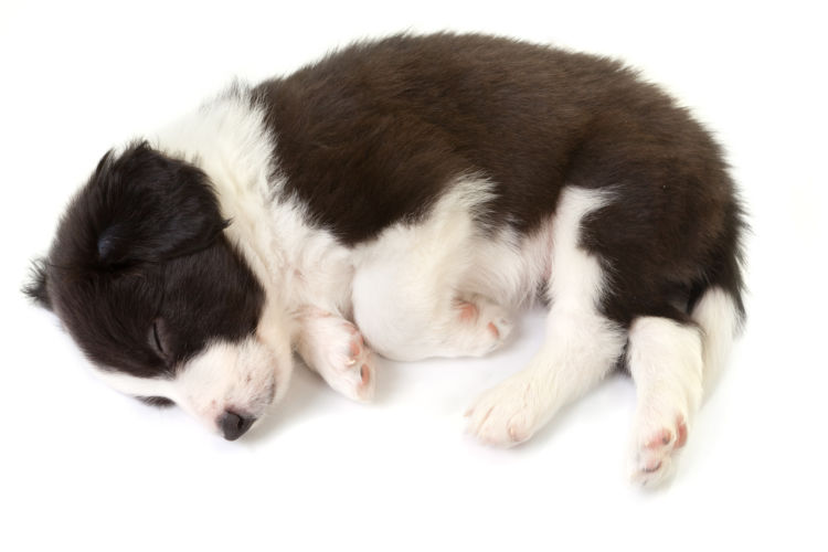 ボーダー・コリー 子犬 トイレ 寝る