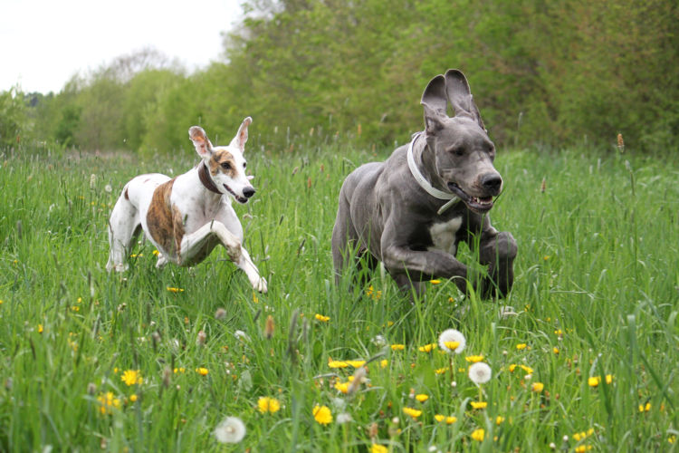 老犬(高齢犬)のグレート・デーンとの生活のコツ!