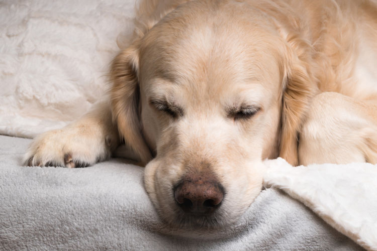 犬の老衰、予防・回復方法は?