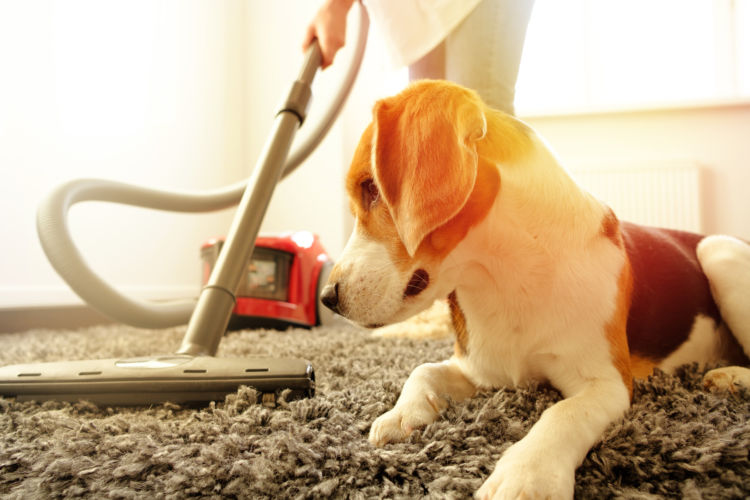 犬 掃除機 アレルギー