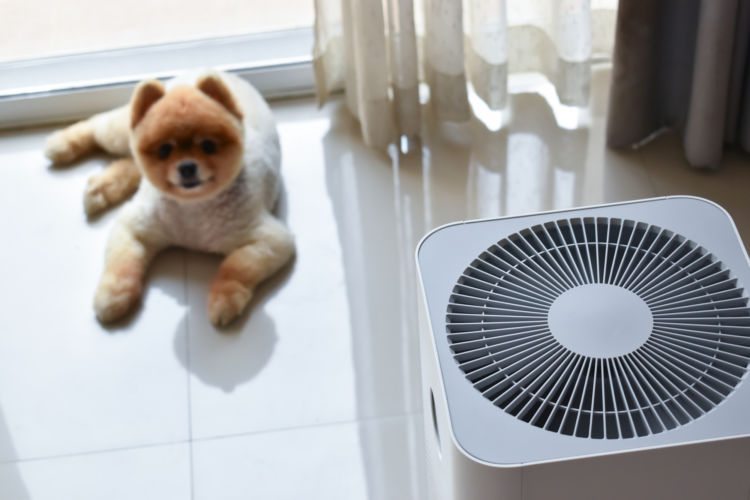 犬の「アレルギー」の予防はできる?(ハウスダスト・花粉)