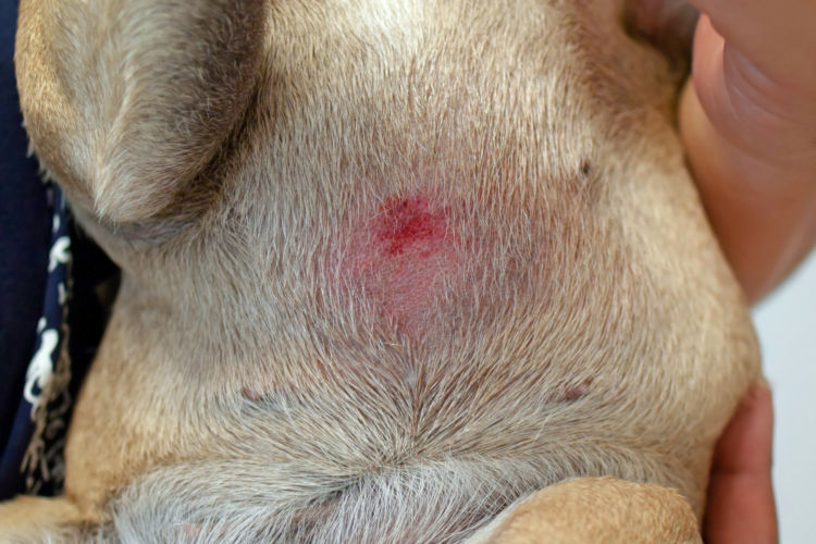 犬 アトピー性皮膚炎 皮膚 赤い