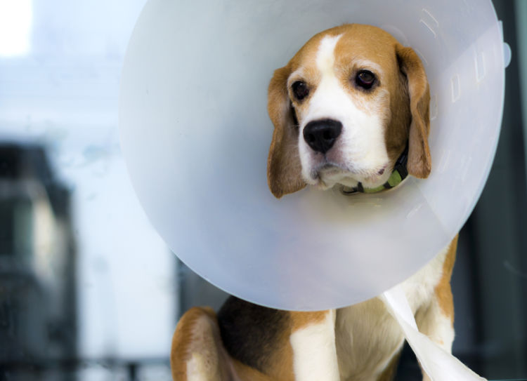 犬 避妊手術