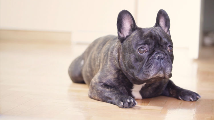 犬 てんかん症候群 再発 リスク