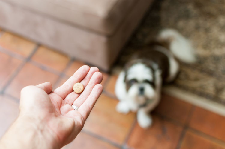 犬 特発性てんかん 発作 投薬