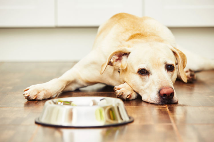 老犬の食事【ご飯を食べない場合の工夫!】
