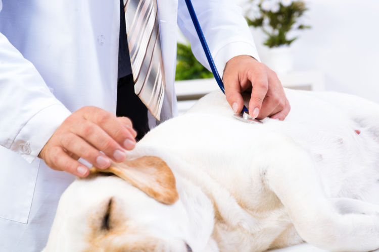老犬の食事【注意点!】