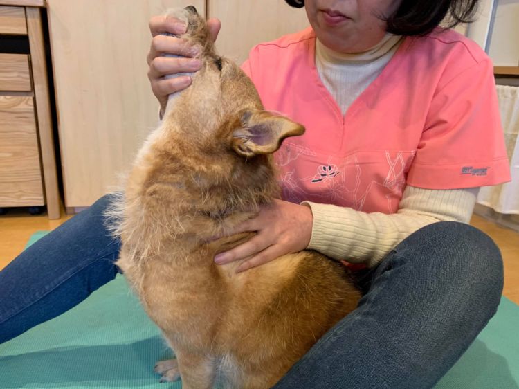 犬 首 凝り ほぐす