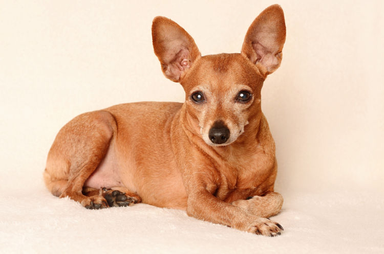 老犬(高齢犬)のミニチュア・ピンシャーとの生活の秘訣は?