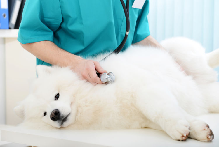サモエドがかかりやすい病気