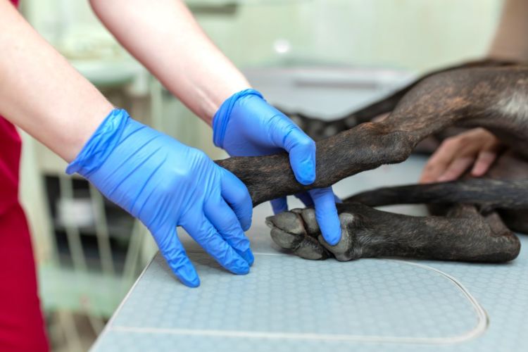 考えられる主な病気⑤【犬の胃拡張・胃捻転症候群】
