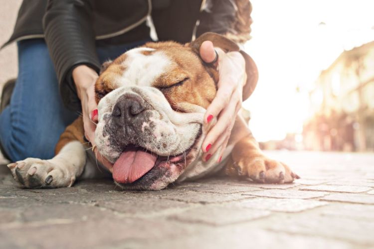 老犬(高齢犬)のブルドッグとの生活のコツ!