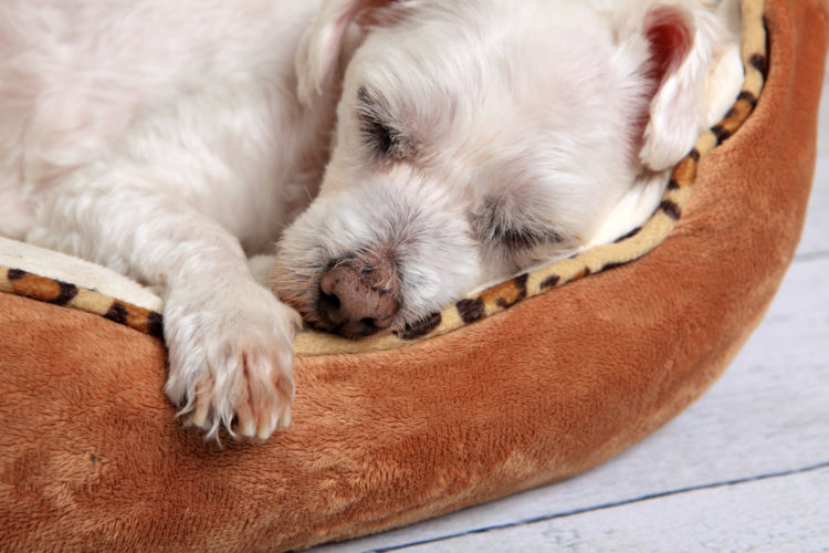 【老犬のベッド】まとめ