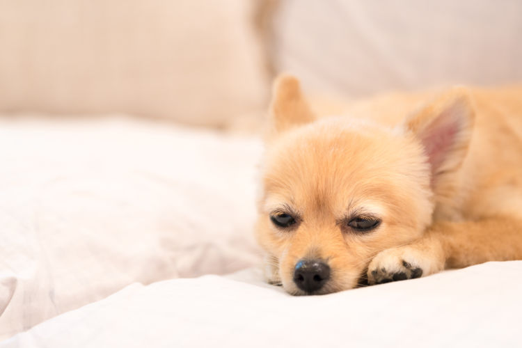 老犬 便秘 原因 病気