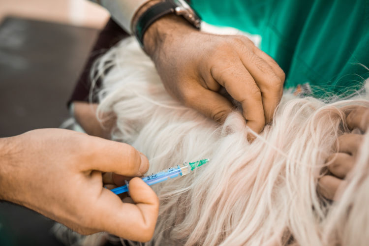 老犬 嘔吐 制吐剤