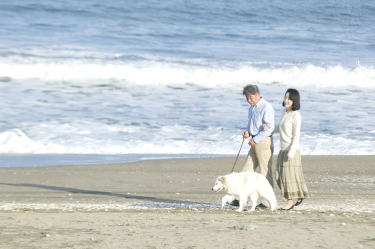 老犬 散歩 歩き方