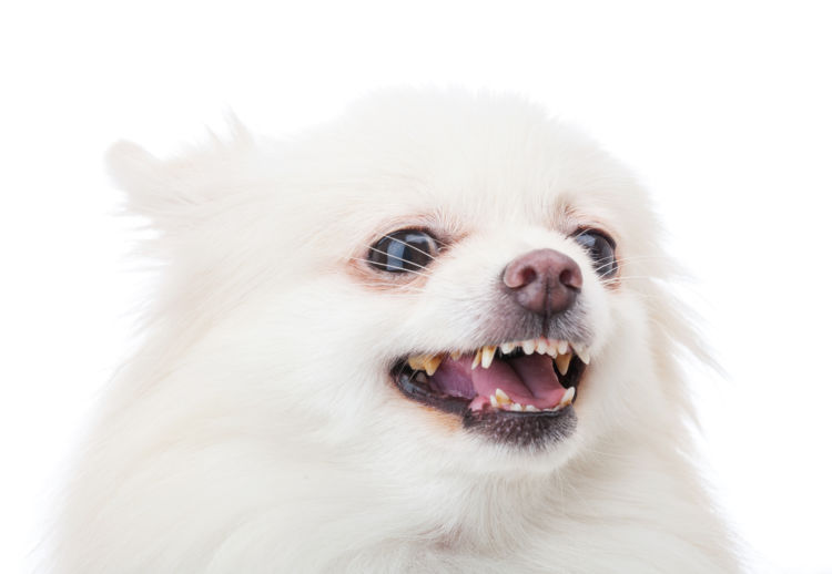 老犬の吠える【吠えやすい犬種】