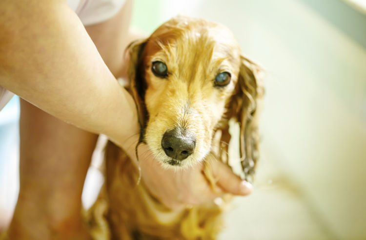 【老犬のシャンプー】仕方やコツ、ポイント!