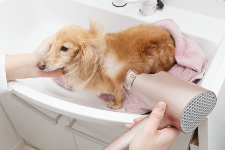 老犬のシャンプーのポイント⑤【乾かし方】