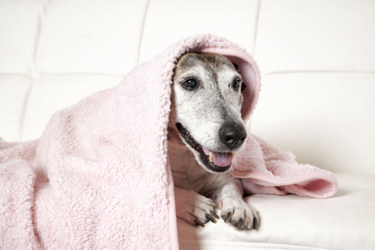 【老犬の寝たきり】対応と対処法④「お風呂・トイレ」