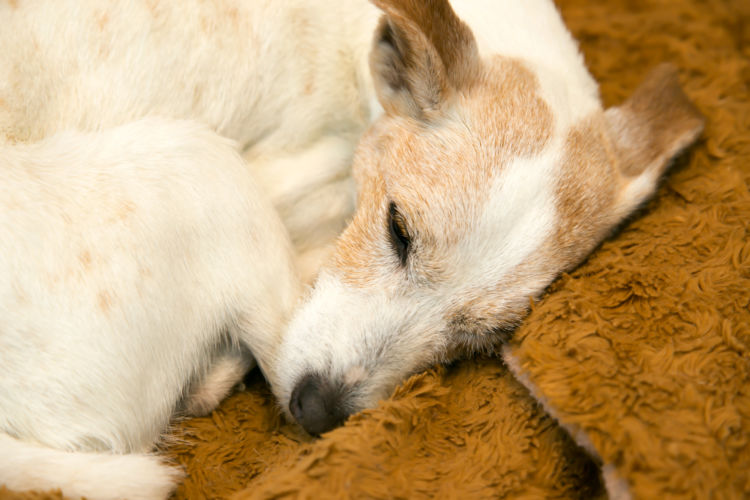 【老犬の寝たきり】対応と対処法⑤「床ずれ」